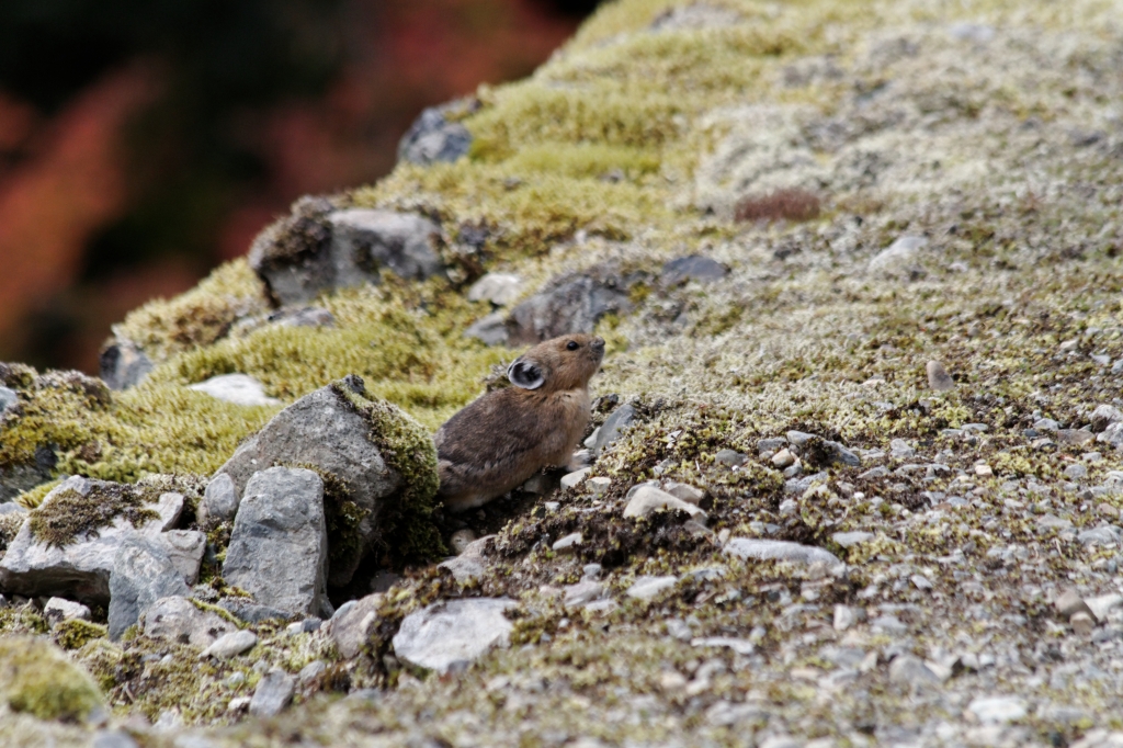 11 - Kelowna (14) - Pica.jpg